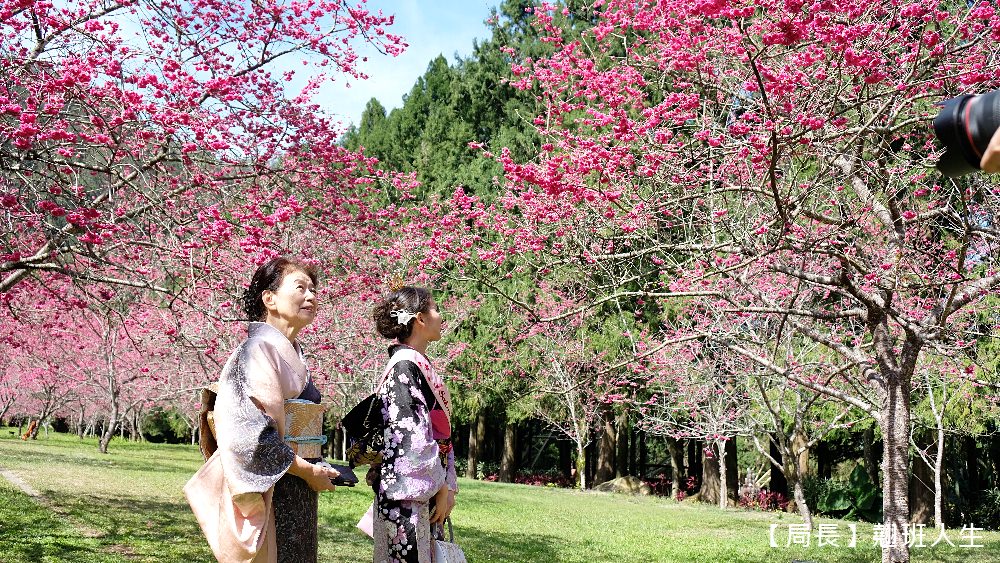 南投旅遊美食賞櫻||九族櫻花祭與櫻花女王有約,與春天有約-櫻花饗艷,滿滿的浪漫滿滿的美味。 - 第13張圖 南投旅遊美食賞櫻||九族櫻花祭與櫻花女王有約,與春天有約-櫻花饗艷,滿滿的浪漫滿滿的美味。