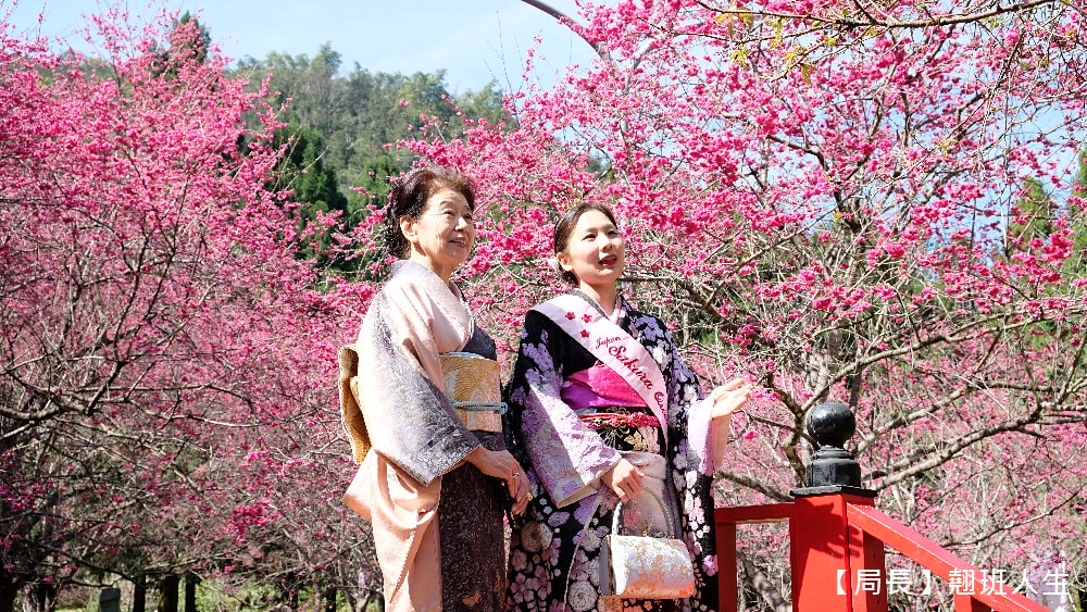 南投旅遊美食賞櫻||九族櫻花祭與櫻花女王有約，與春天有約-櫻花饗艷，滿滿的浪漫滿滿的美味。